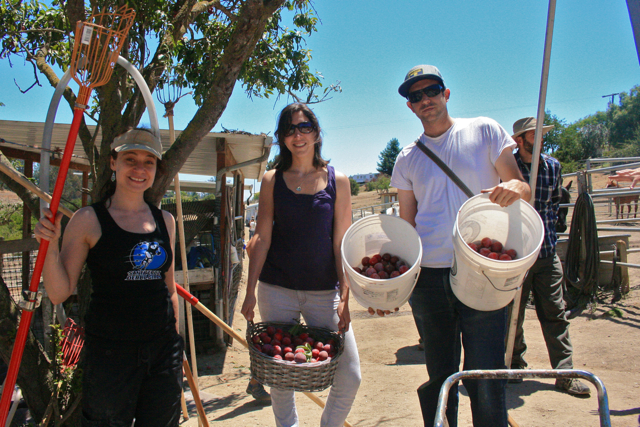 Samantha Olden, Brianna Schnaar, and Bradley Allen pick plums with Santa Cruz Fruit Tree Project. Photo by Maria Grusauskas