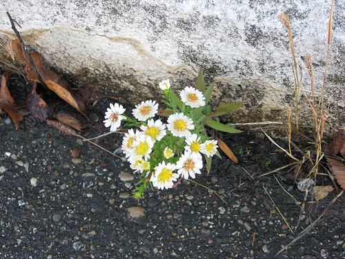 flowers_in_concrete.jpg