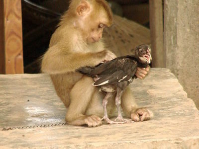 500px-monkey_and_chicken_-_don_khon_-_laos.jpg