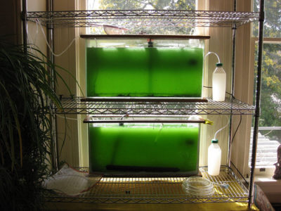 algae_tank_0.jpg