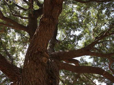 oaktrees.jpg