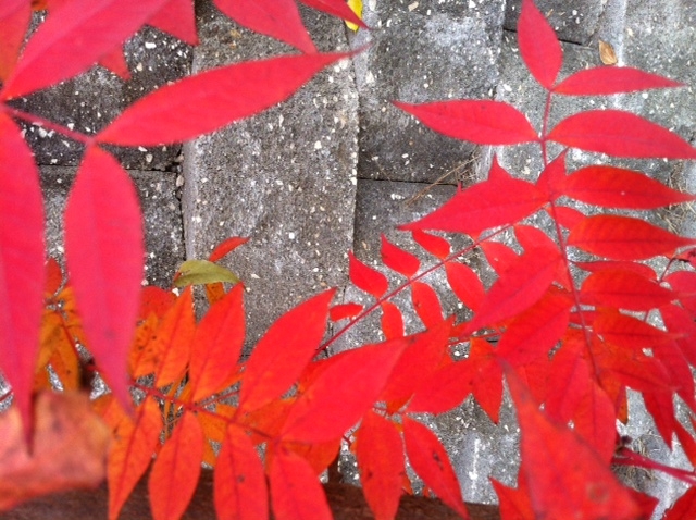 red_leaves.jpg