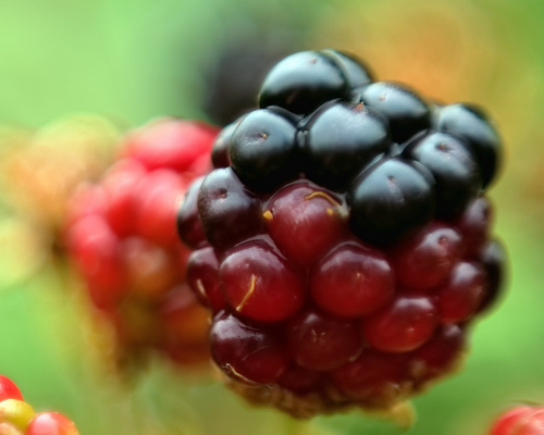 blackberry.jpg