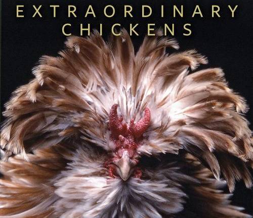 extraordinary_chickens.jpg