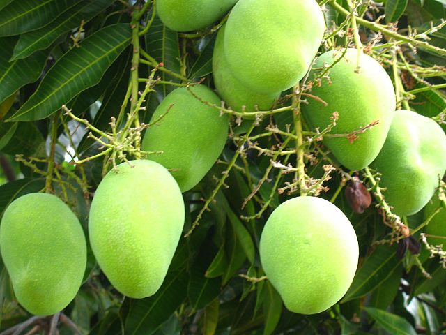 640px-mango_tree_227084493.jpg