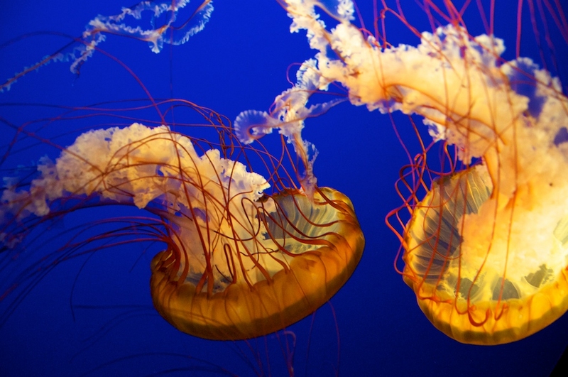 jellyfish.e29y86oejrk804s4ook8sosgw.7h1y4nzk0y4os00s8s4ow484k.th_.jpeg
