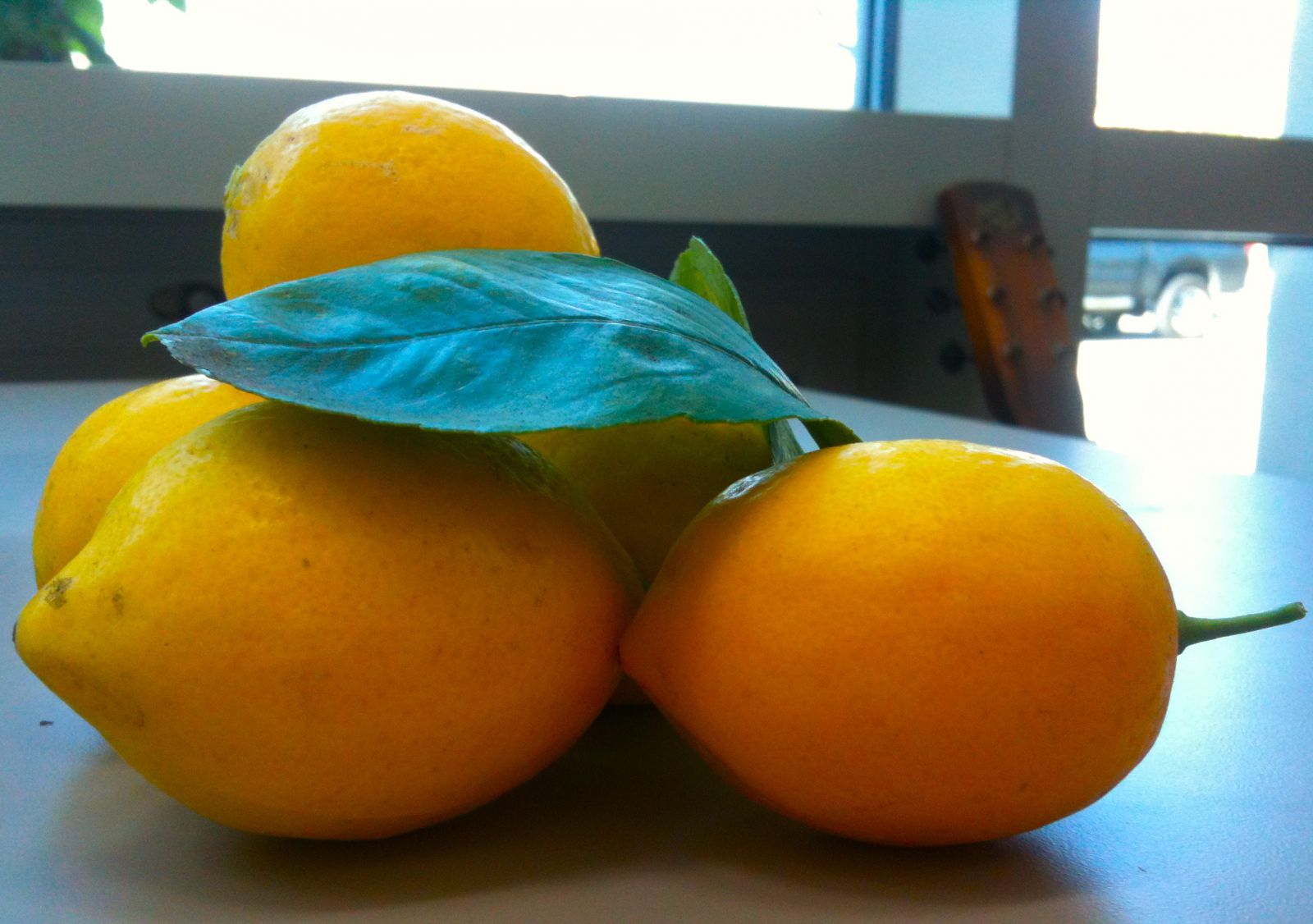 The day's bounty: lemons from down the road. Lemons and green tea are a powerful vice.