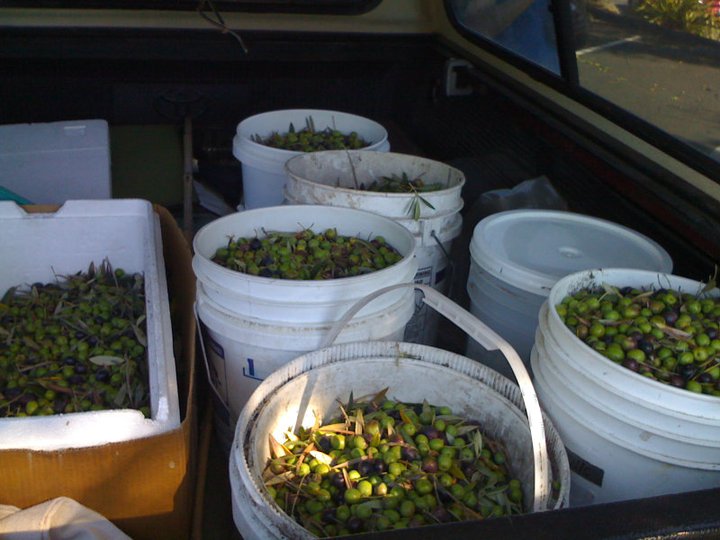 Olives are not edible unless cured. These ones, picked by SCFTP, will not go to waste. Courtesy of fruitcruz.org