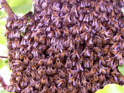 590px-Bee_swarm.jpg