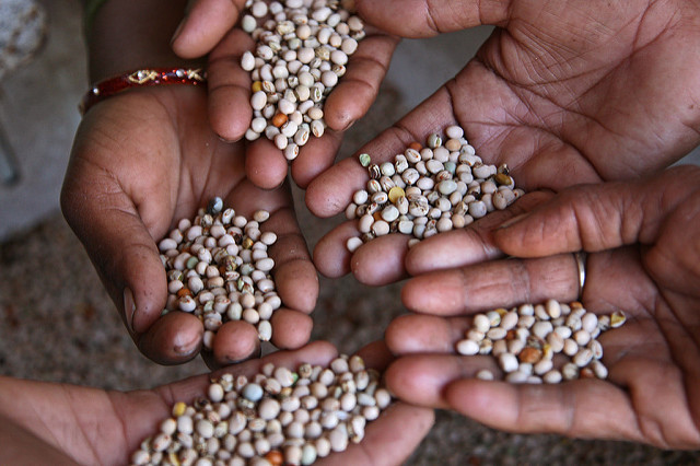 seeds.jpg