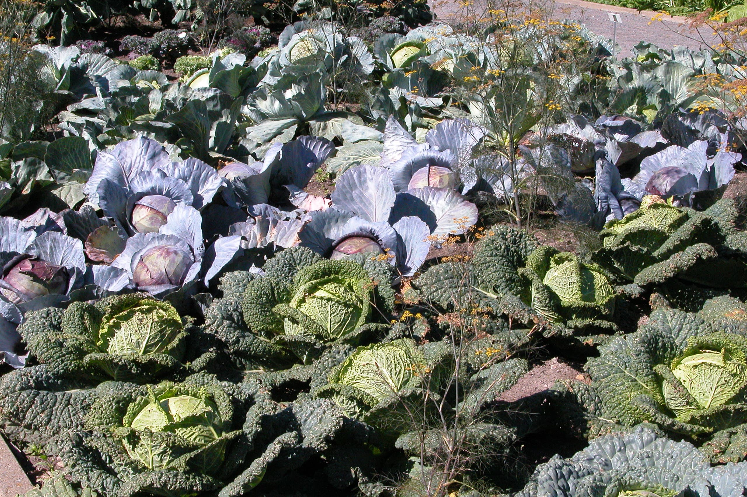 COVID-19 Pandemic brings new growth to Montreal’s urban gardens