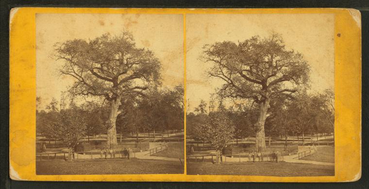 Old Elm Tree on Boston Common as an example of street trees