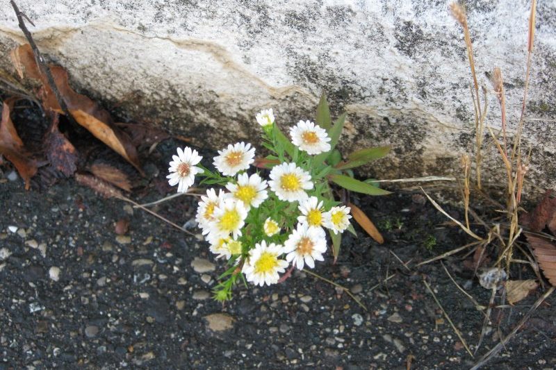 Flowers emerging from pavement. All Things Michigan's photo, licensed as CC BY-SA 2.0