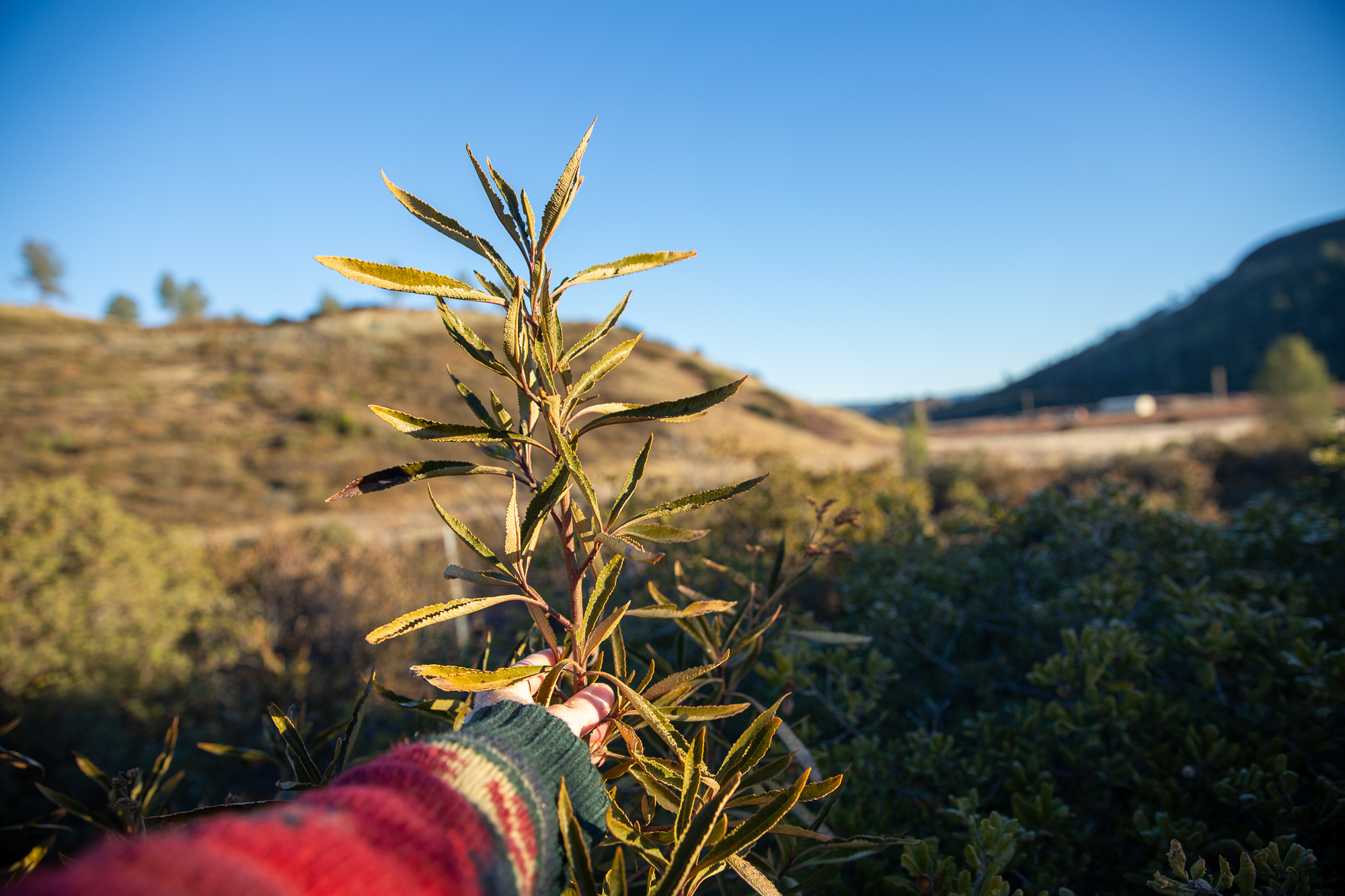 Someone holding up a plant at the Northern California Fire-Affected Communities Collaboratory in 2024